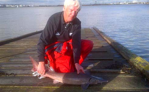 Thames Sturgeon 490.jpg